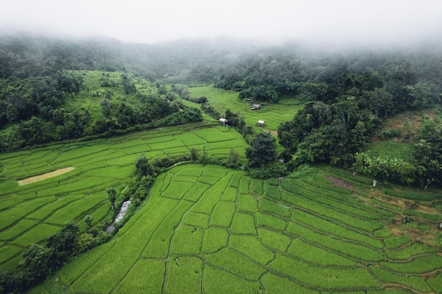 Campo di riso al mattino in asia