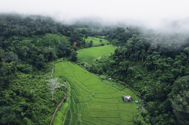 Campo di riso al mattino in asia