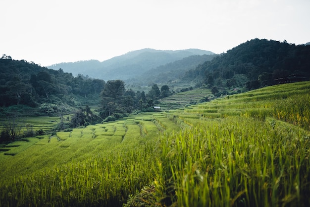 Campo di riso al mattino in asia