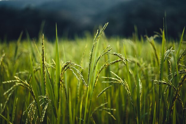 Campo di riso al mattino in asia