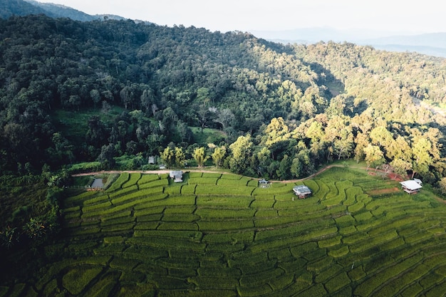 Campo di riso al mattino in asia