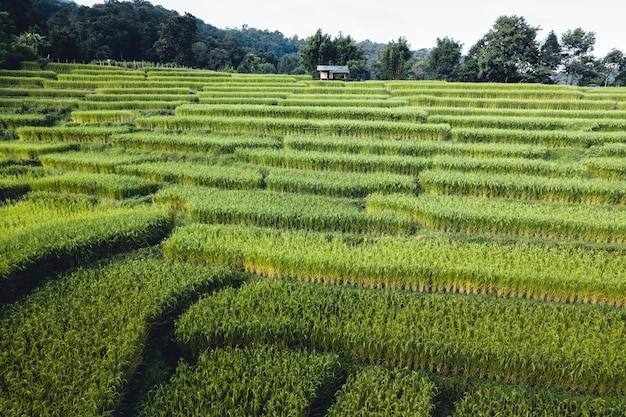 Campo di riso al mattino in asia