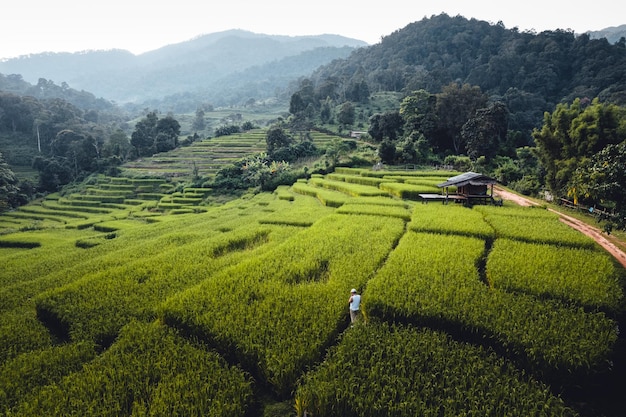 Campo di riso al mattino in asia