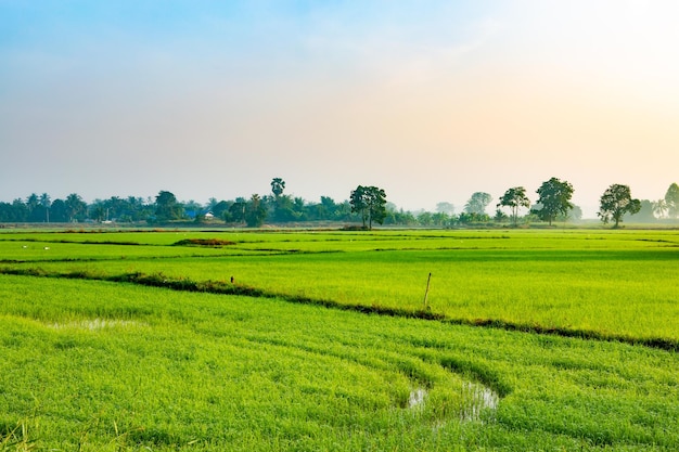 Campo di riso al sorgere del sole