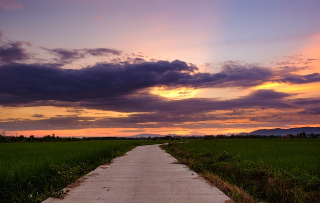 Campo di riso al tramonto