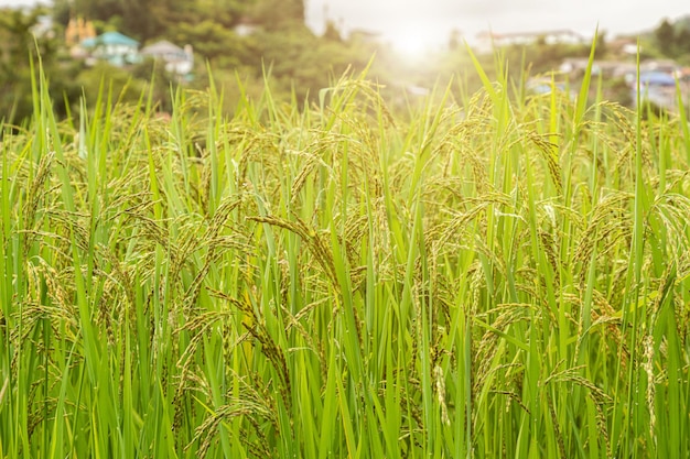 Campo di riso biologico al gelsomino in campagna in Thailandia