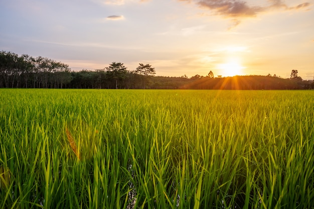 Campo di riso con alba o tramonto e chiarore del raggio di sole