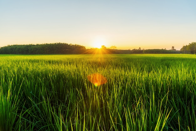 Campo di riso con alba o tramonto in luce moning