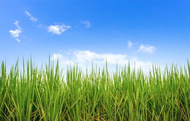 Campo di riso con cielo blu