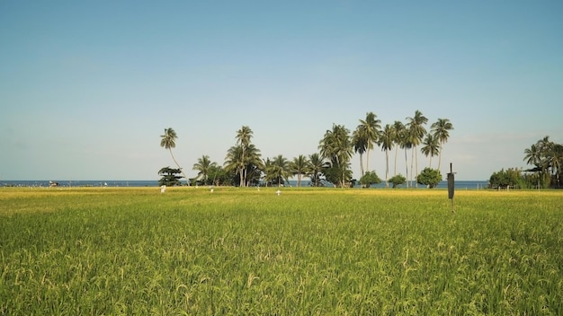 Campo di riso con erba verde giallastra sullo sfondo della pianta di riso del paesaggio della nuvola del cielo blu del mare