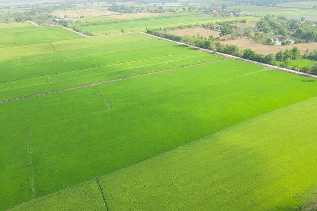 Campo di riso con natura modello paesaggio verde