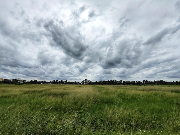 campo di riso con nuvole di pioggia.