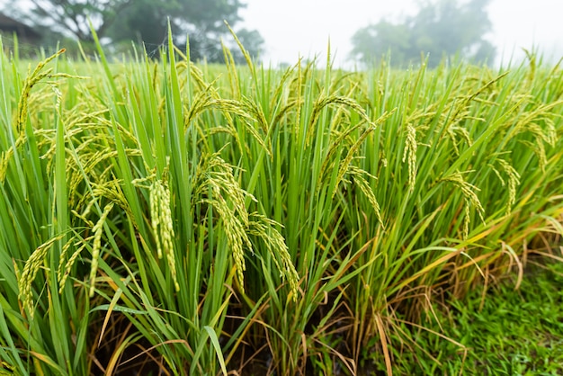 Campo di riso con percorso al mattino