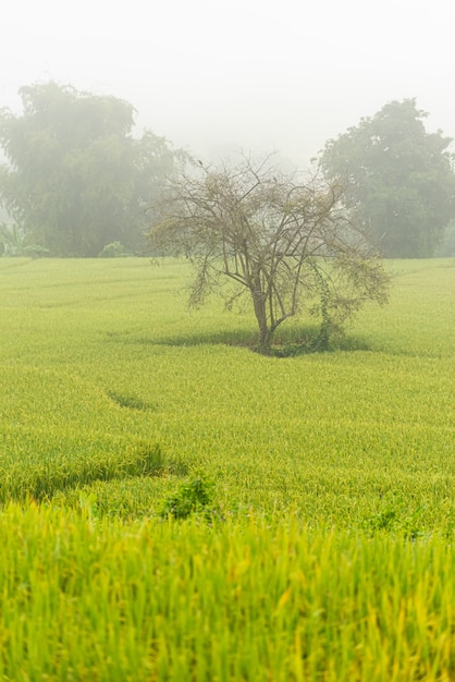 Campo di riso con percorso al mattino