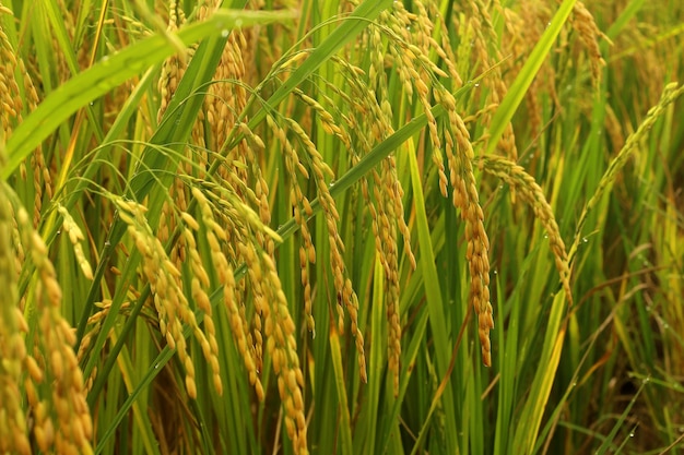 campo di riso con sfondo sfocato