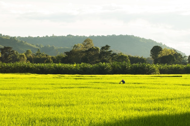 Campo di riso di riso nel paese della Tailandia