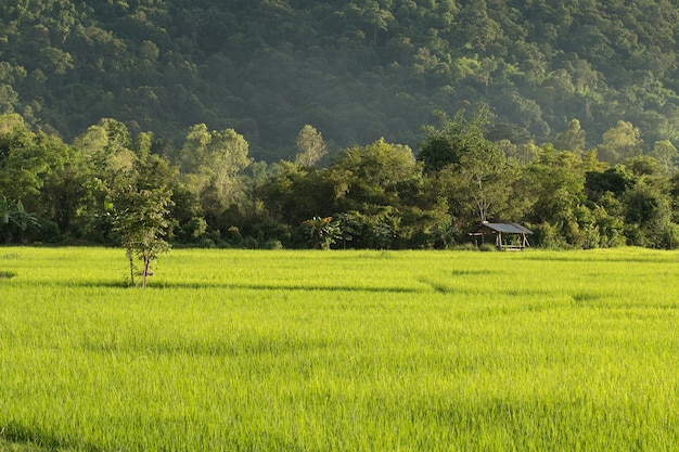 Campo di riso di riso nel paese della Tailandia