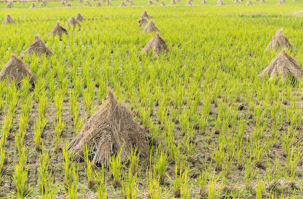 Campo di riso di riso