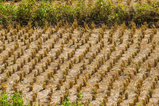 Campo di riso dopo raccolto a Pai, in Thailandia