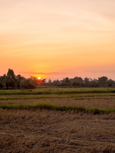 Campo di riso dorato sotto il cielo al tramonto in Thailandia