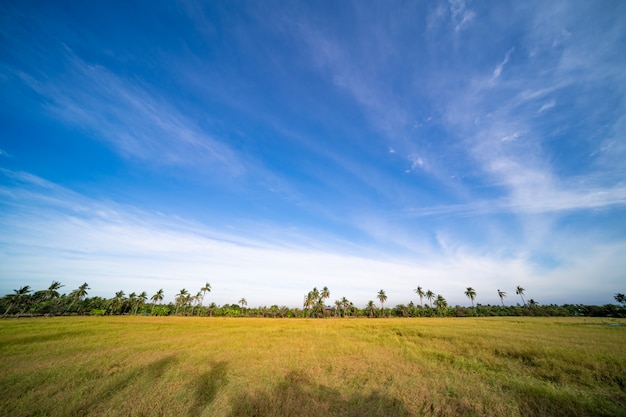 Campo di riso dorato