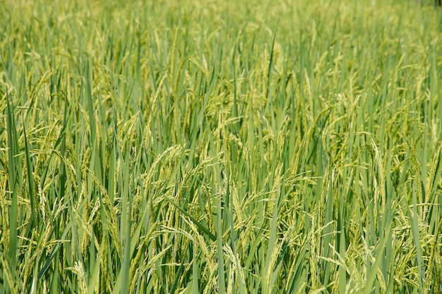 Campo di riso in terreni agricoli.