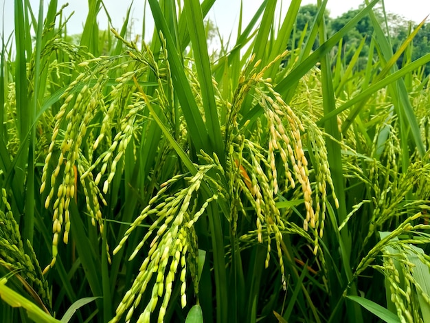 Campo di riso maturo e paesaggio del cielo della fattoria.