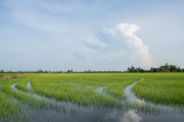 Campo di riso naturale