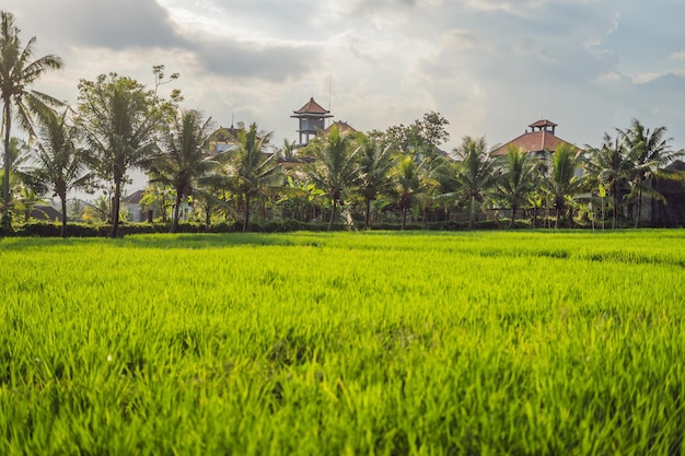 Campo di riso nel cuore del villaggio di Ubud sullo sfondo delle case. Bali