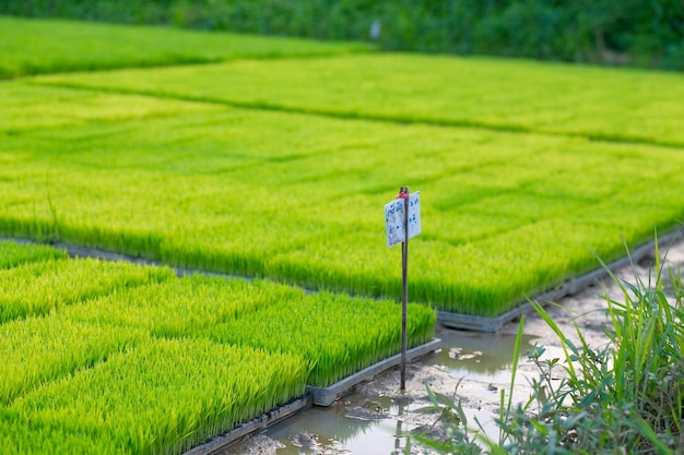 Campo di riso nella campagna della ThailandiaAzienda agricola del riso in Tailandia