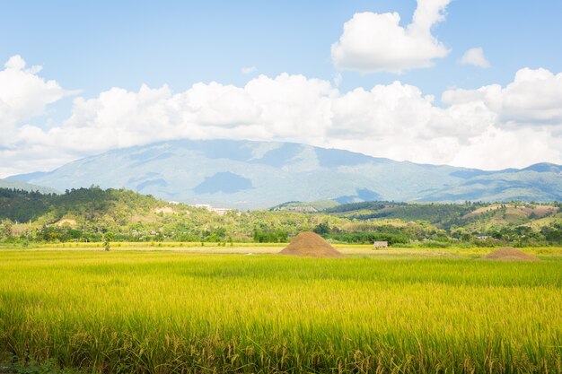 campo di riso nella stagione del raccolto