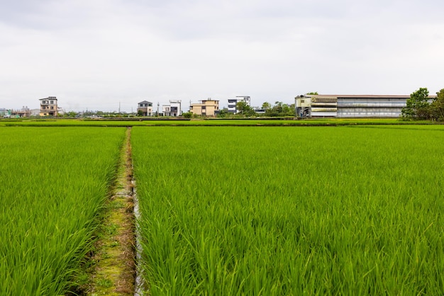 Campo di riso paddy a Yilan, Taiwan