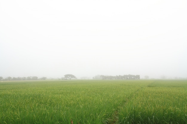 Campo di riso paddy