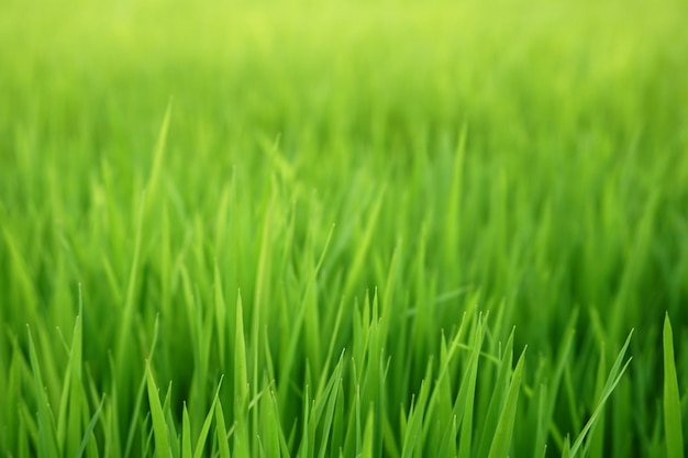 Campo di riso semina verde