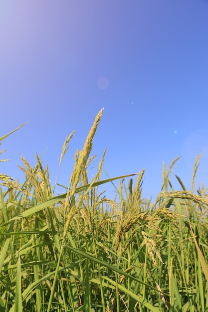 campo di riso sul cielo blu