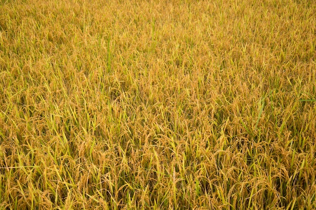 Campo di riso, Tailandia