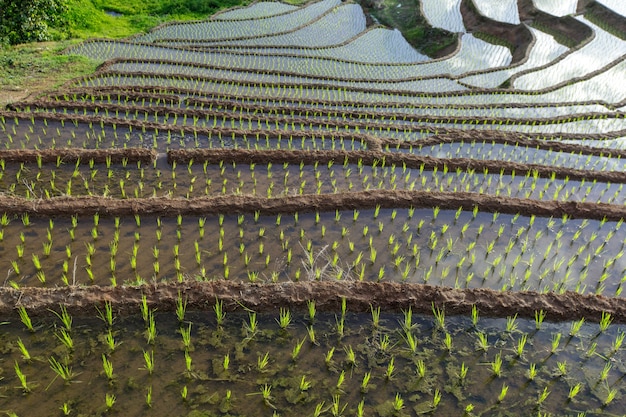 Campo di riso terrazzato a Mae Cham Chiangmai nel nord della Thailandia