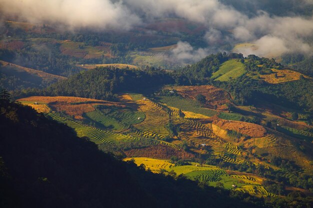 Campo di riso terrazzato verde a Ban Pa Bong Peay a Chiangmai Thailandia