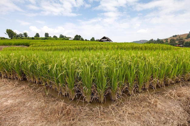 Campo di riso terrazzato verde a Chiangmai Thailandia