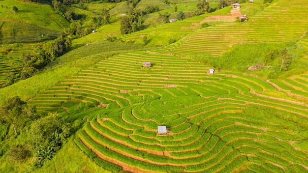 Campo di riso terrazzato verde curvo a Chiangmai, in Thailandia