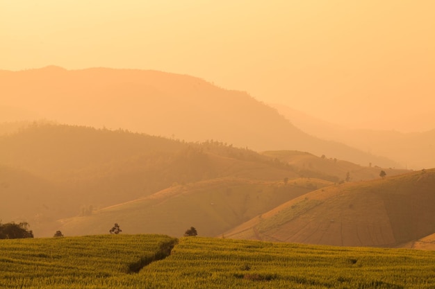 Campo di riso terrazzato verde durante il tramonto a Ban Pa Bong Peay a Chiangmai Thailandia