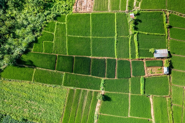 Campo di riso, veduta aerea di campi di riso