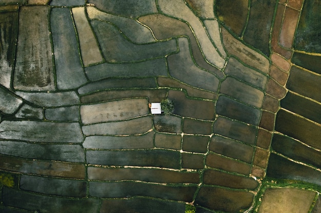 Campo di riso, veduta aerea di campi di riso