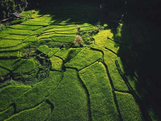 Campo di riso, veduta aerea di campi di riso