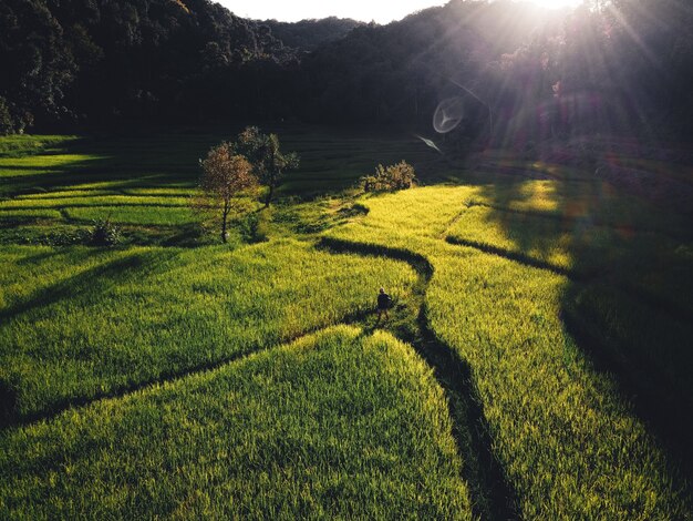 Campo di riso, veduta aerea di campi di riso