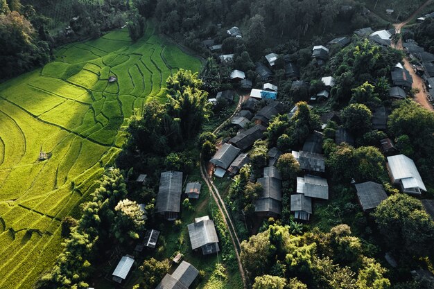 Campo di riso, veduta aerea di campi di riso