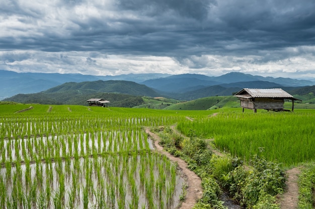 Campo di riso verde a Chiang mai, Tailandia.