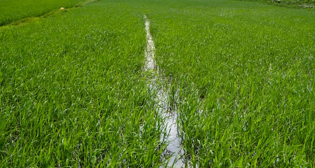 Campo di riso verde alla luce del giorno