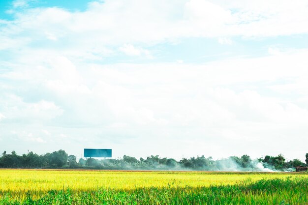 Campo di riso verde. Ambiente Natura Pianta Primavera Estate. Scena rurale