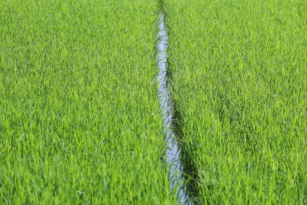 Campo di riso verde bambino in campagna in Thailandia